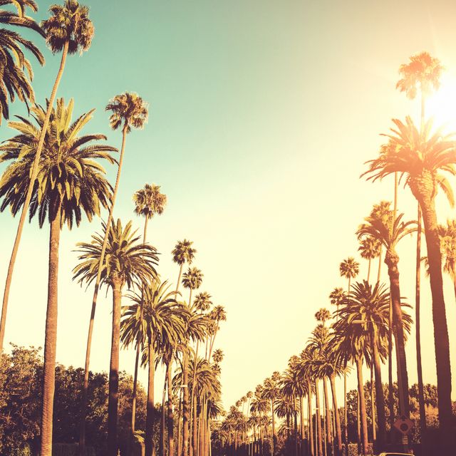 Sun shining on palm trees