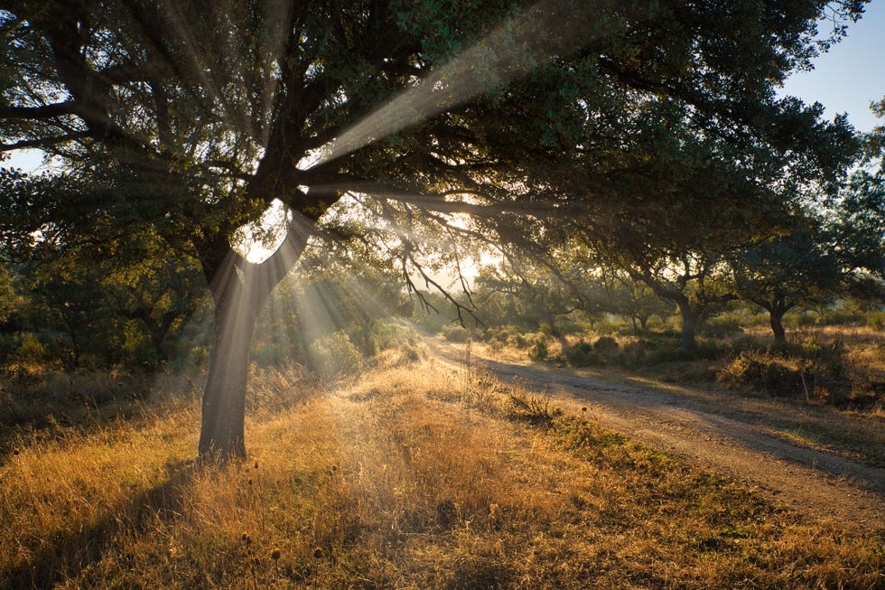 sunbeams piercing an oak in sierra morena