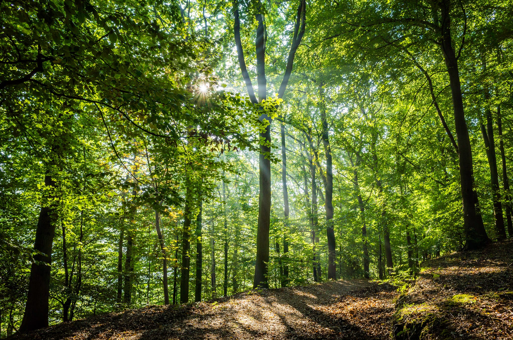 7 Signs of Winter in Nature - Woodland Trust