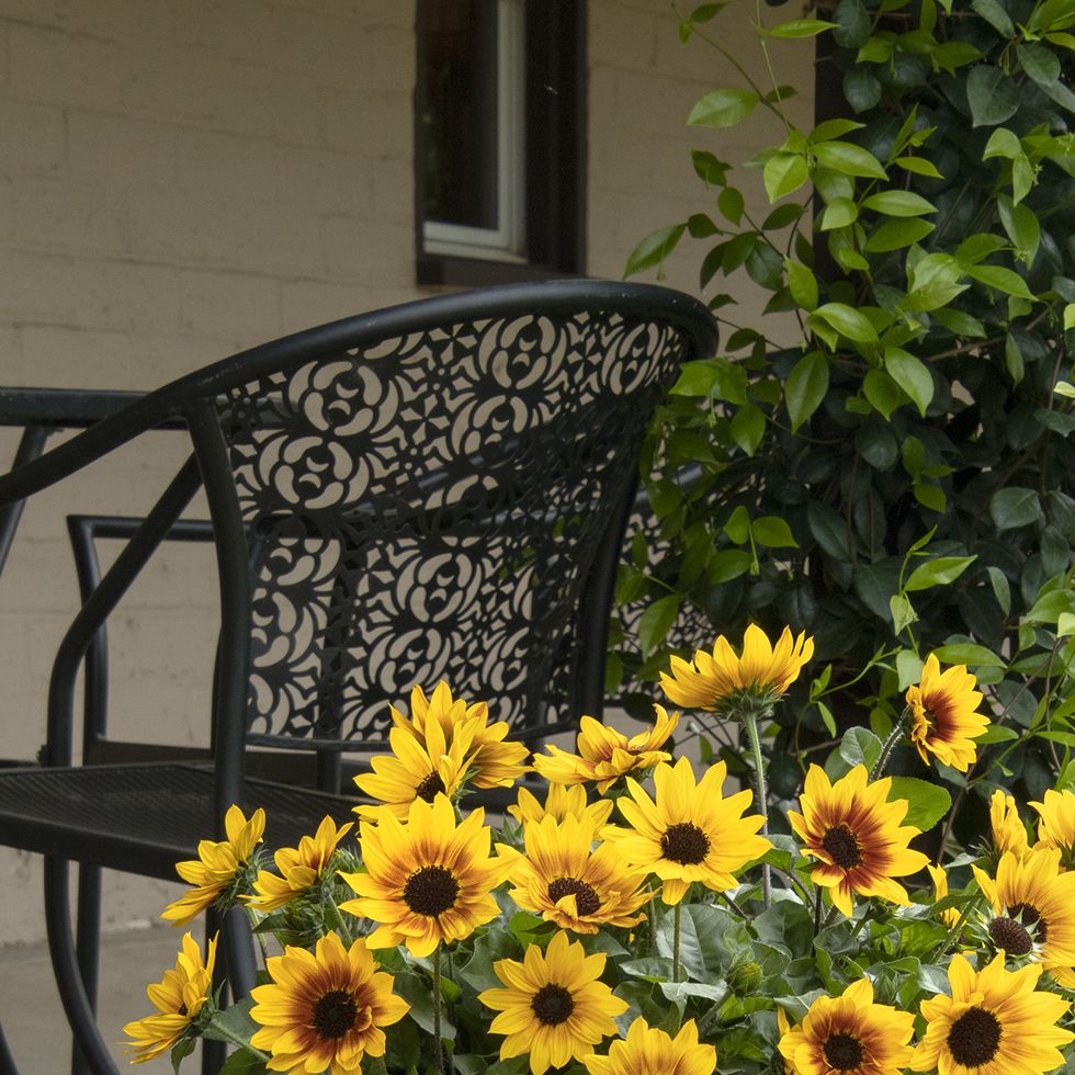 summer flowers, sunflowers in a pot outdoors