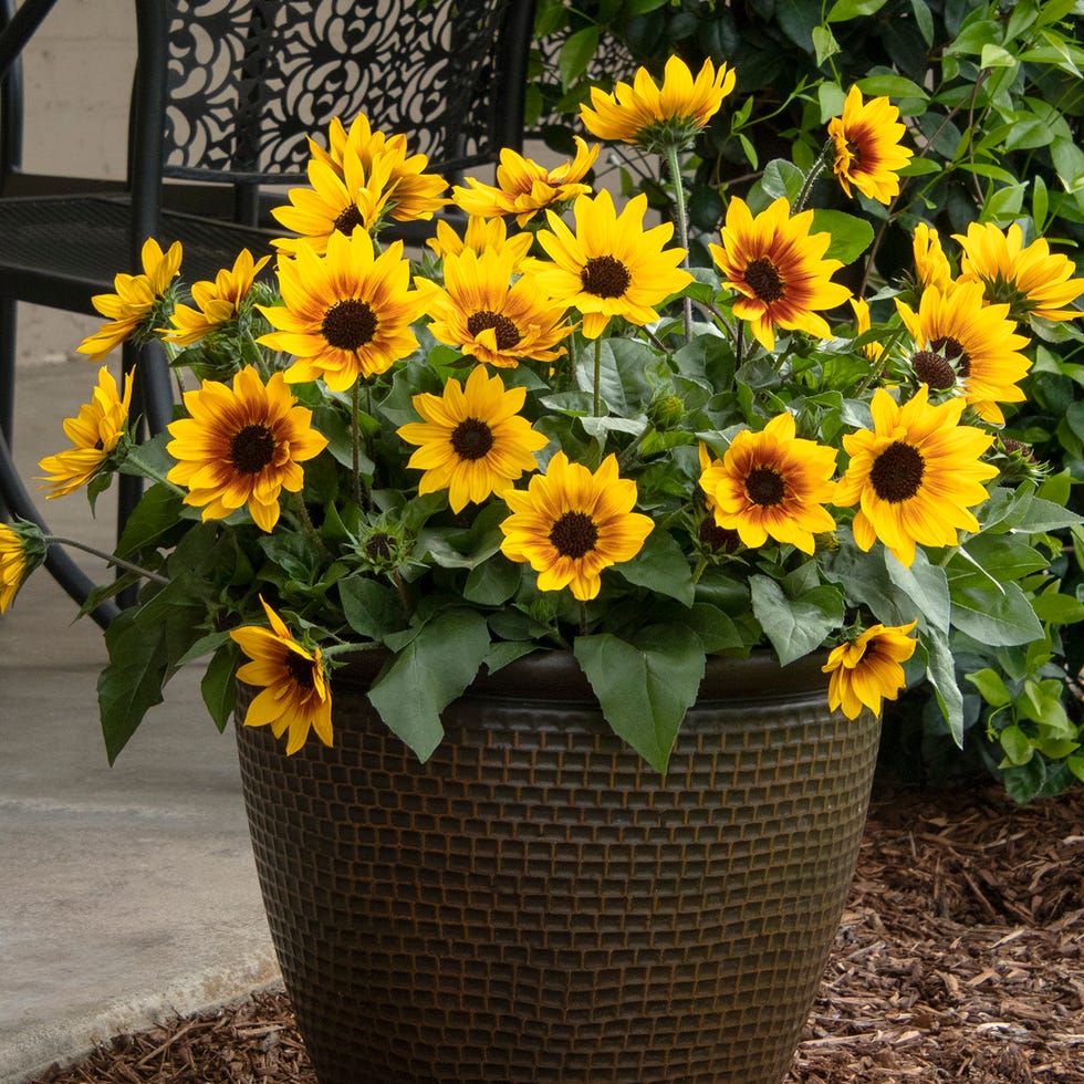 summer flowers, sunflowers in a pot outdoors