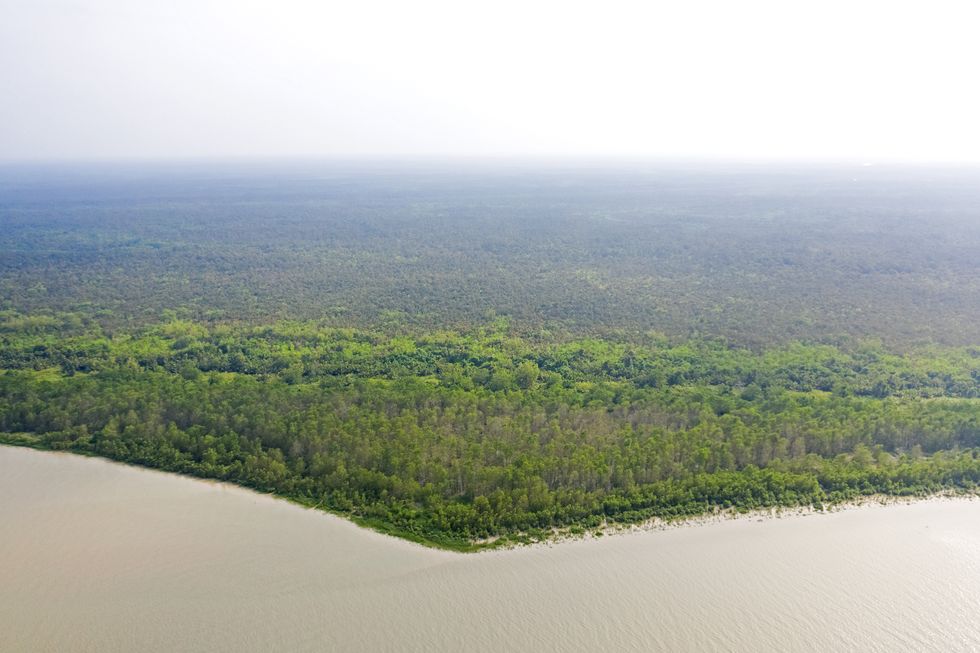 sundarban the largest mangrove forest in the world