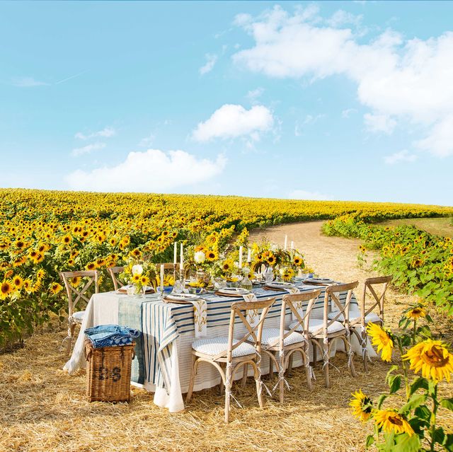 dinner table in field of sunflowers