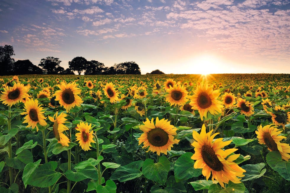 How To Embrace Sunflower Trend At Home - Yellow Flowers