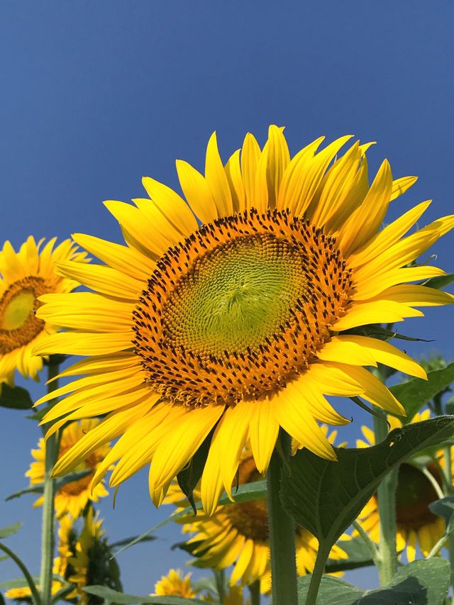 Sunflower blooming against clear sky