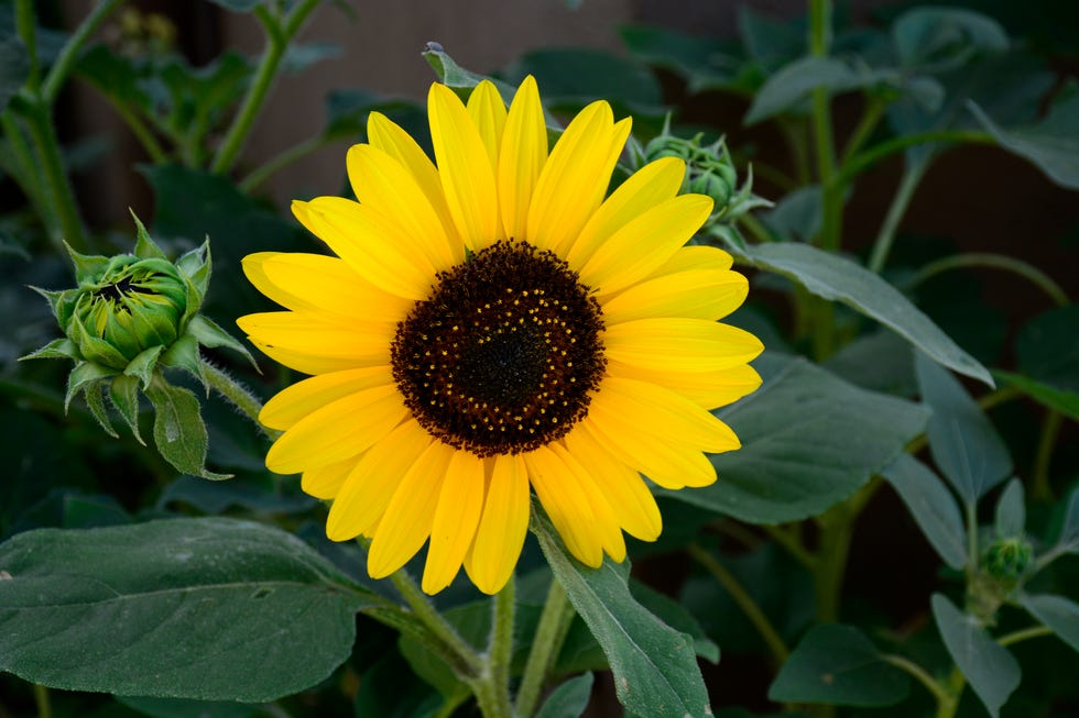 Summer flowers on sale