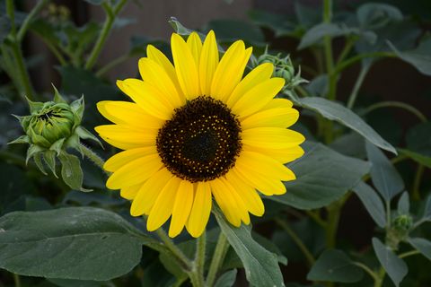 summer flowers sunflower