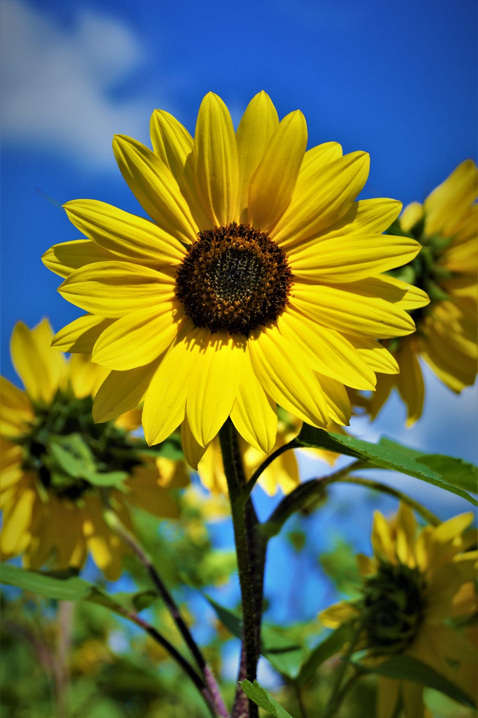 sunflower field near me sunflower farm colorado