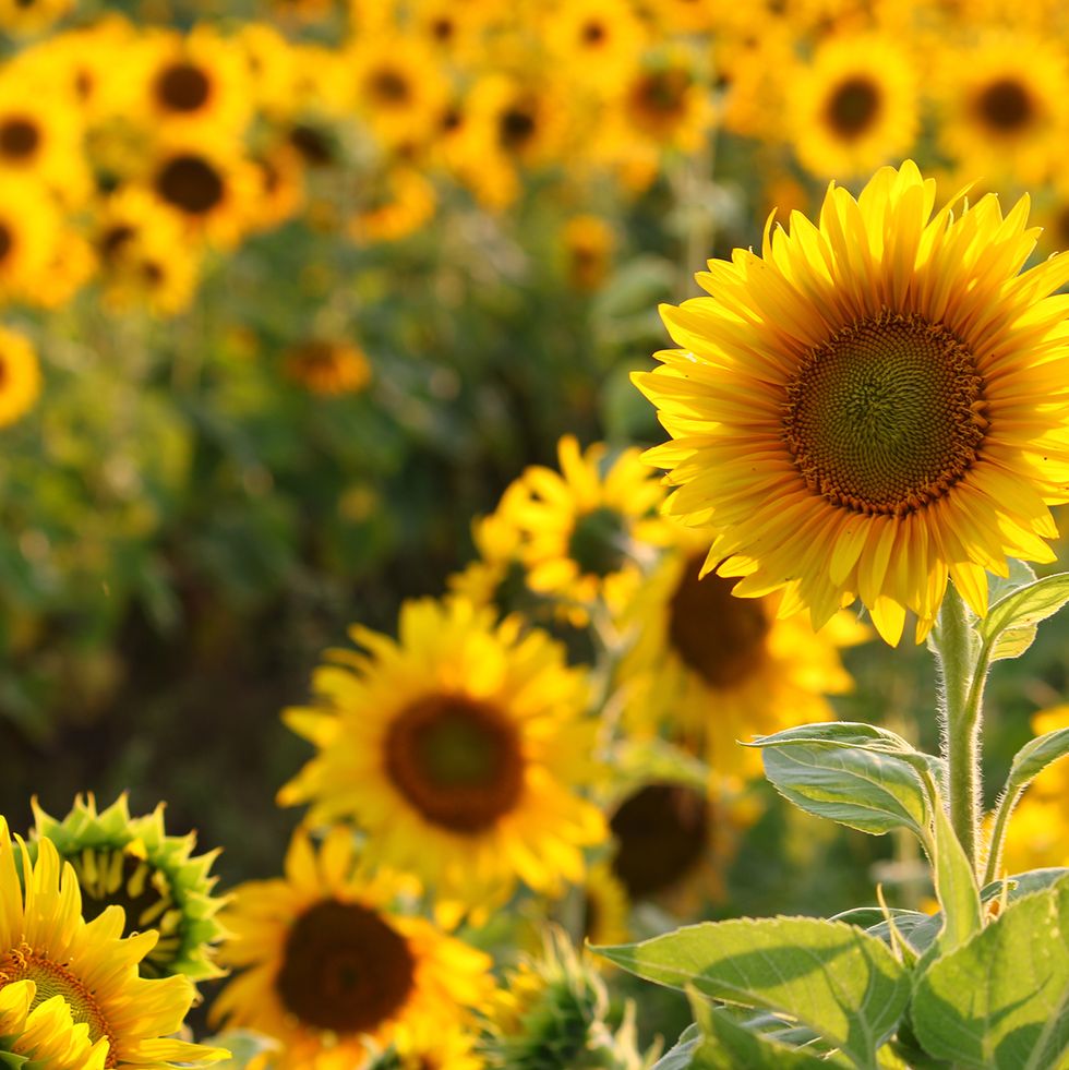 sunflower farm up close