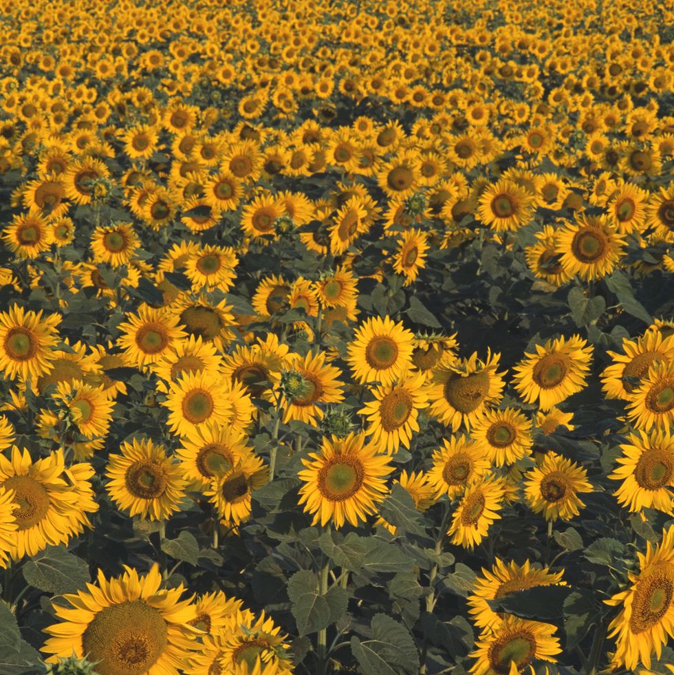 high section view of a sunflower field in western turkey