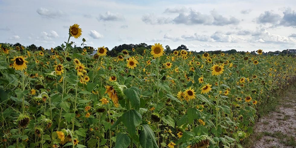 sunflower fields near me