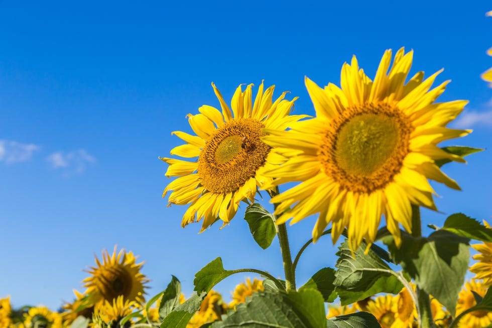 sunflower field near me