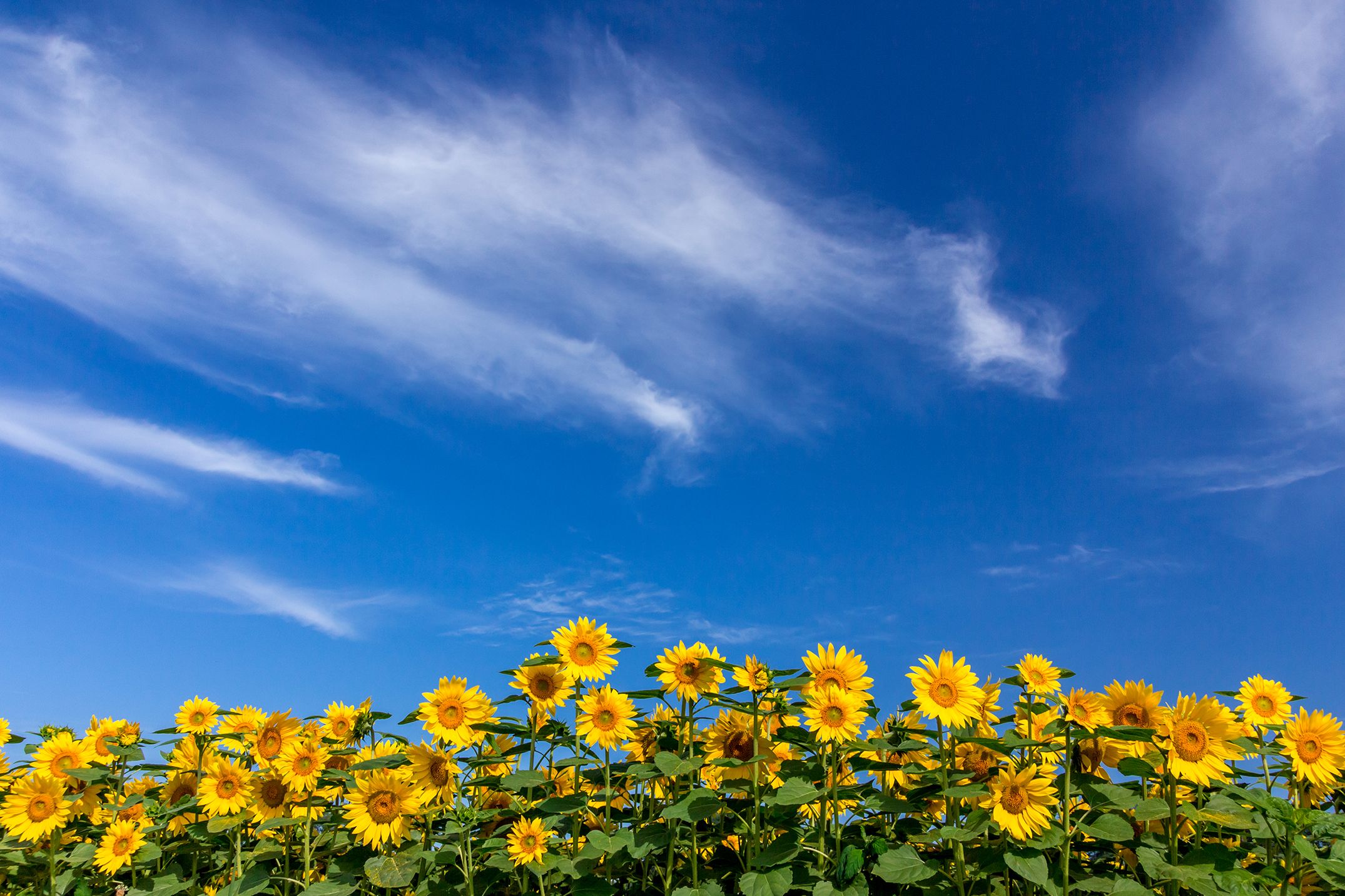 27 Best Sunflower Fields Near Me - Top Sunflower Fields & Mazes In The U.S.