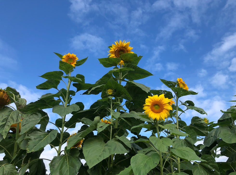 sunflower fields near me