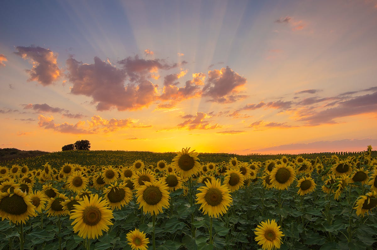 Sunflower Gardens near Me: Discover Local Blooms Today