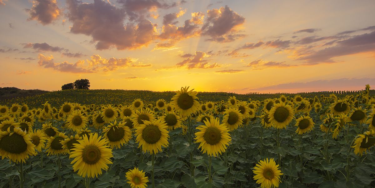 sunflower field in briviesca, burgos