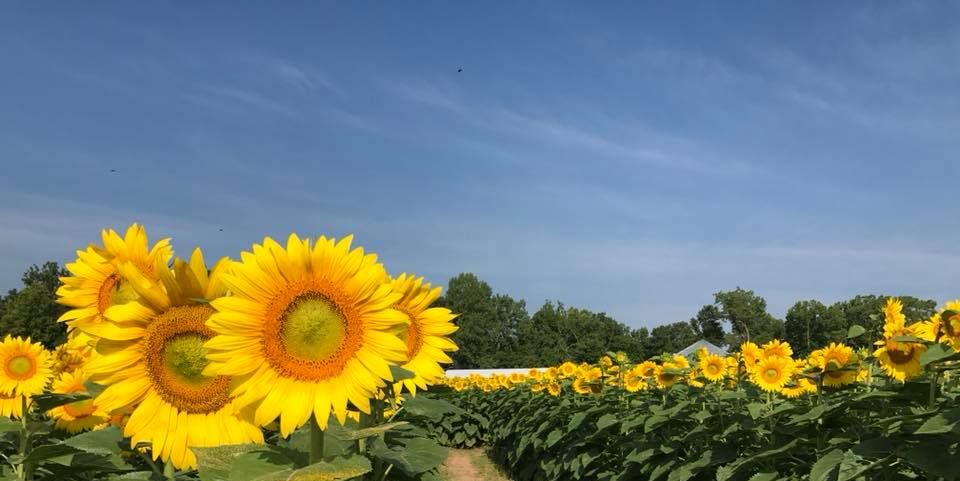 sunflower field near me l&a family farms illinois