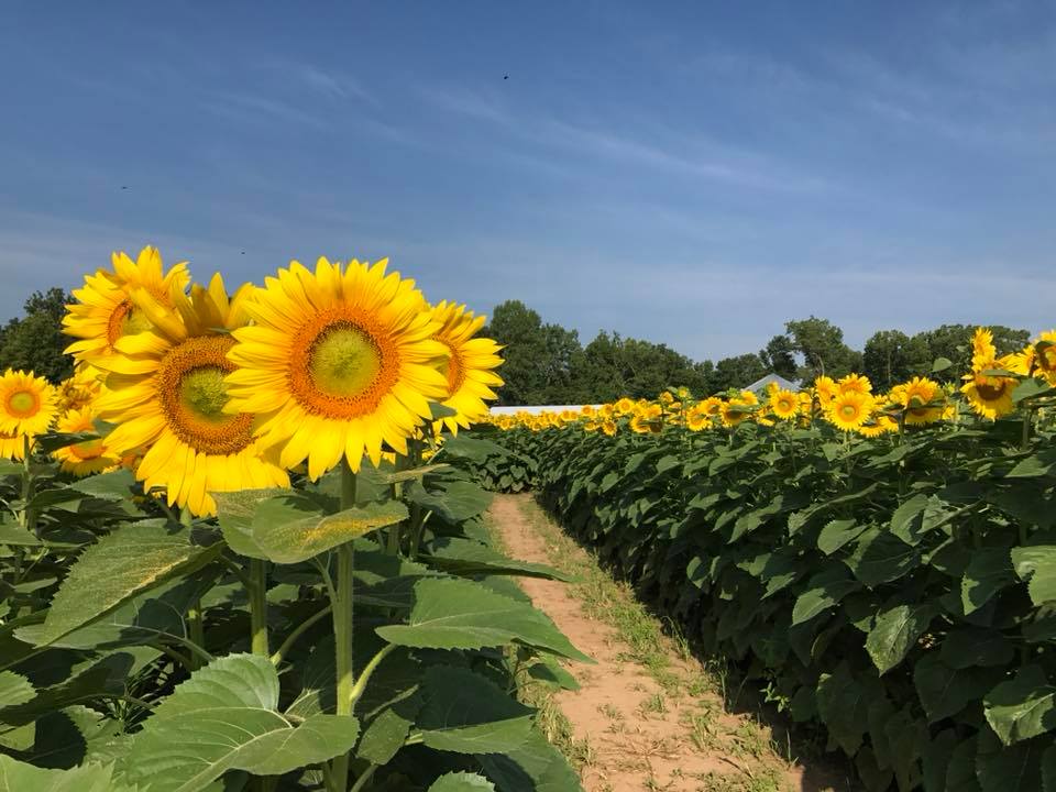 sunflower field near me l&a family farms illinois