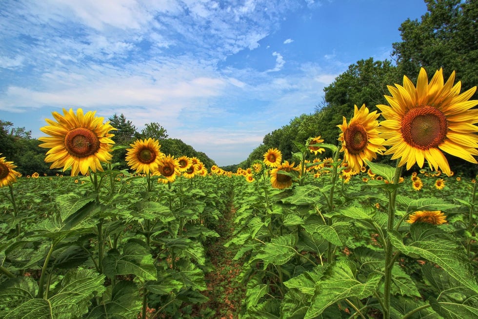 sunflower field near me  - mckee-beshers wildlife management area washington d.c.