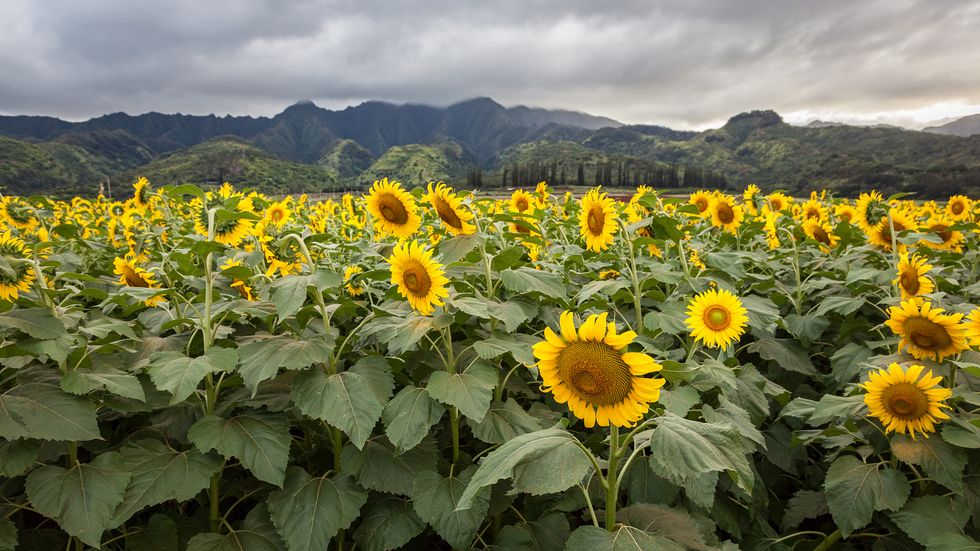sunflower fields near me waialua hawaii