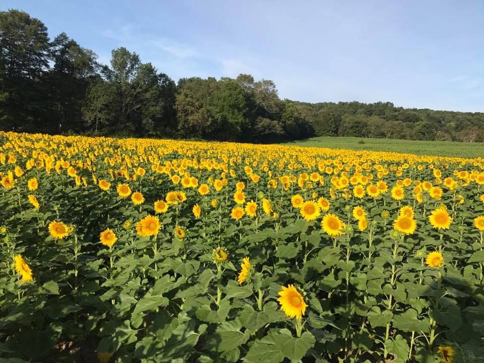 sunflower fields near me sussex county sunflower maze new jersey