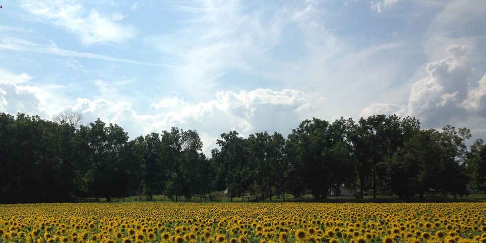 sunflower fields near me whitehall farm ohio