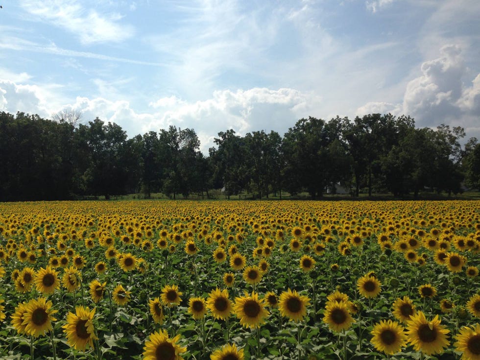 sunflower fields near me whitehall farm ohio