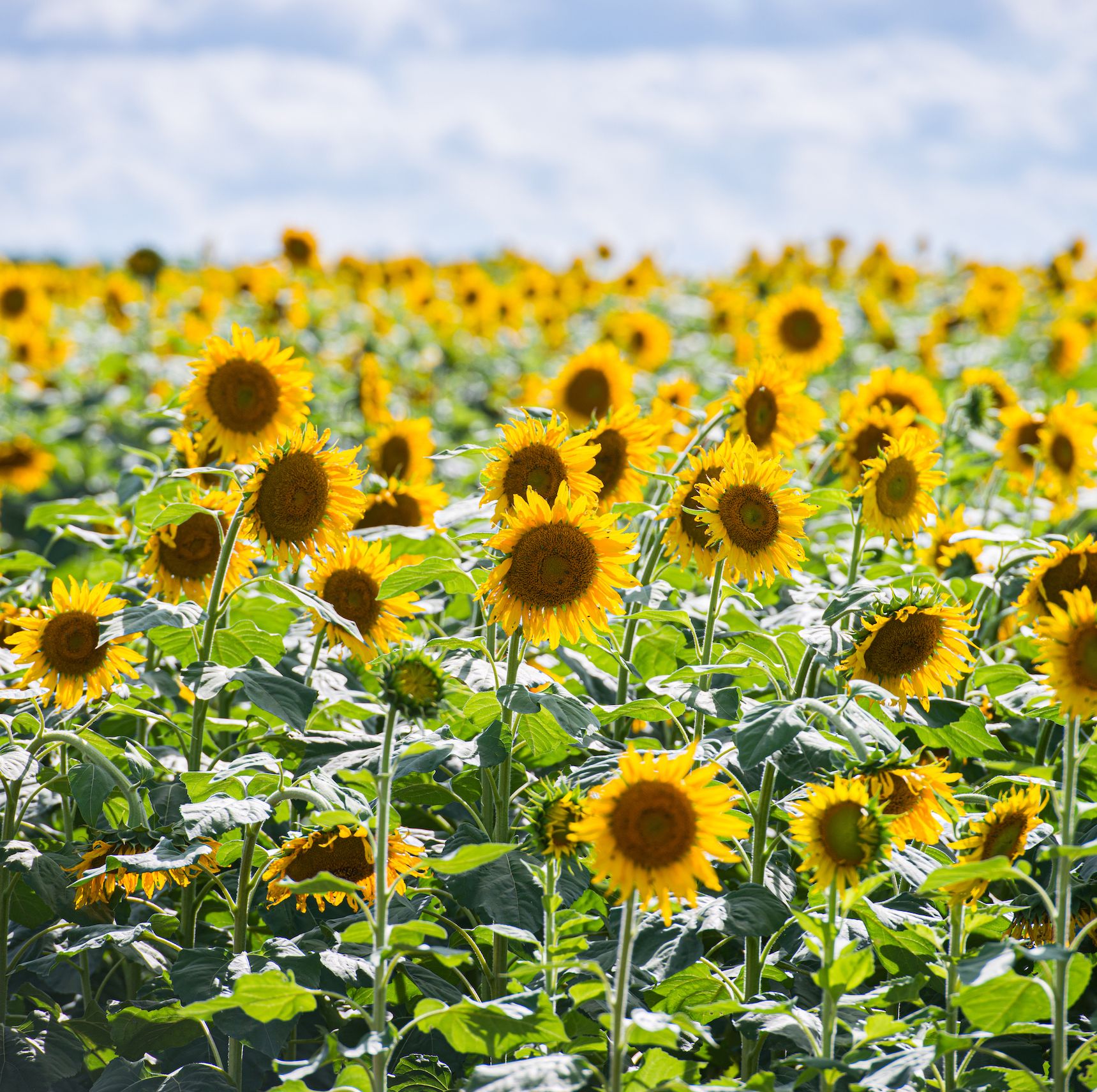 sunflower fields uk