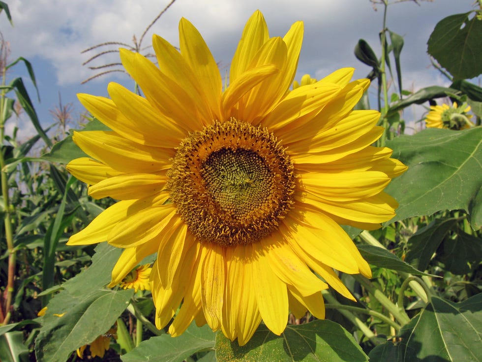 sunflower front