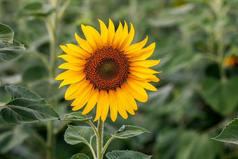 yellow sunflowers