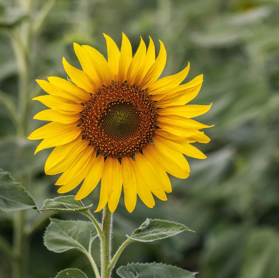 sunflower natural background. sunflower blooming. close up of sunflower.