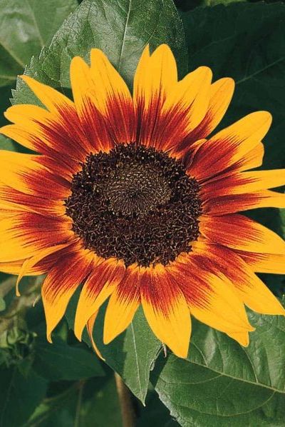 sunflower ring of fire