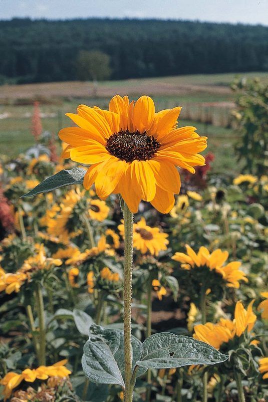 Sunflowers selling 2