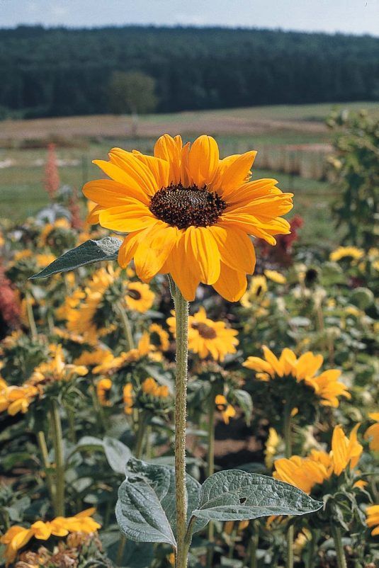 soraya sunflower