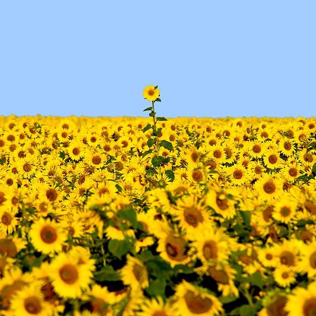 Sunflower Super Bloom in North Dakota