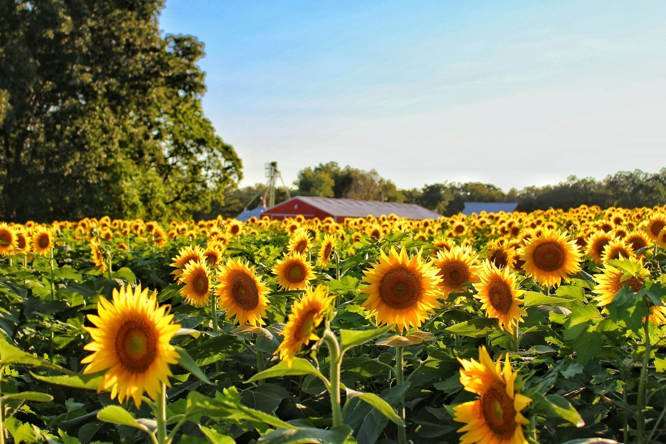 Image of Sunflowers outdoor flower