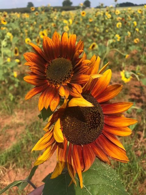 two orange sunflowers in a field of sunflowers