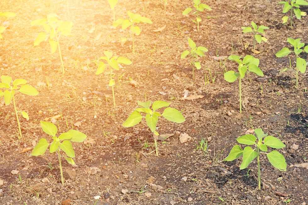 a row of newly planted sunflower with warm light, selective focus