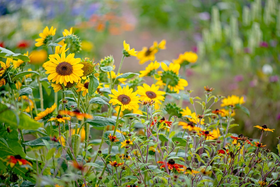 sunflowers
