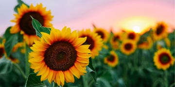 sunflowers