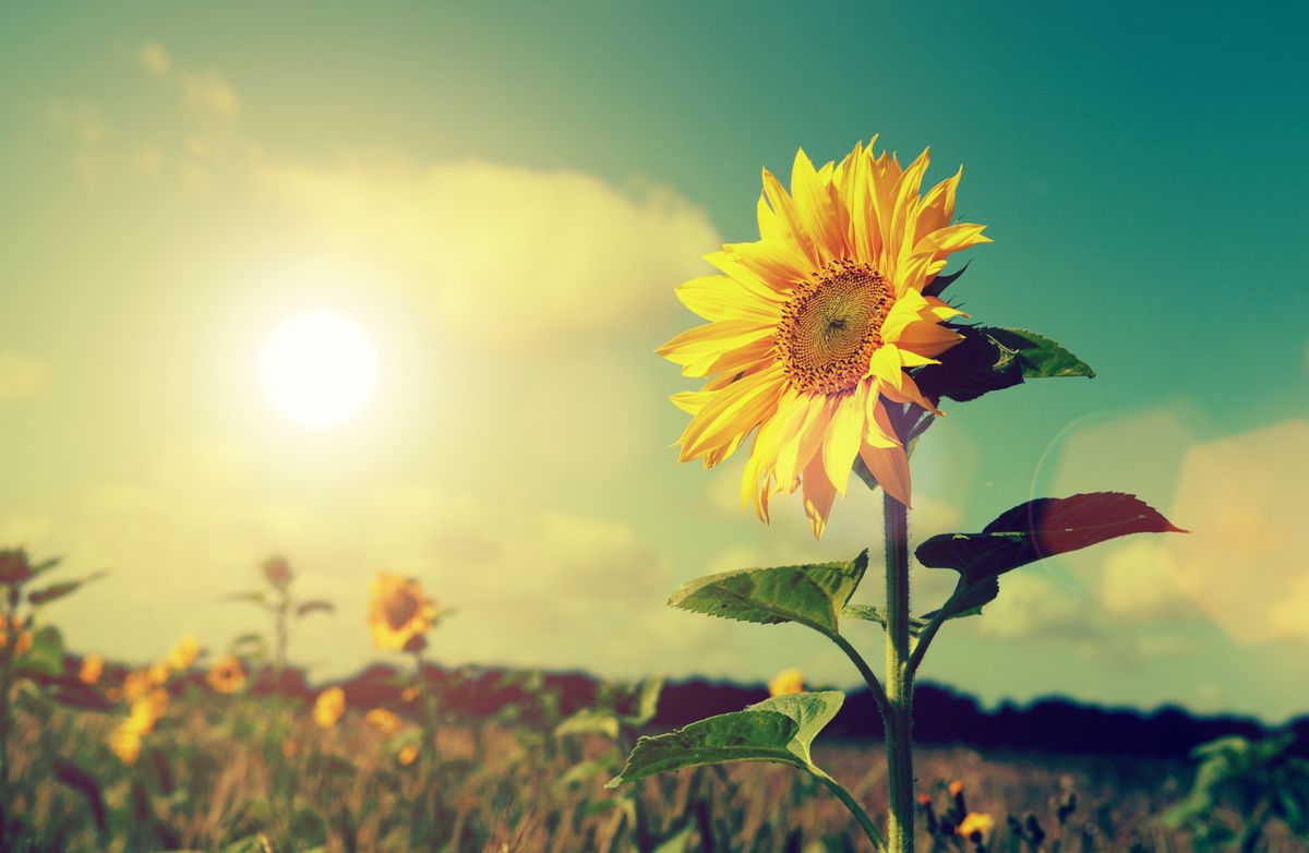Sunflowers and sun