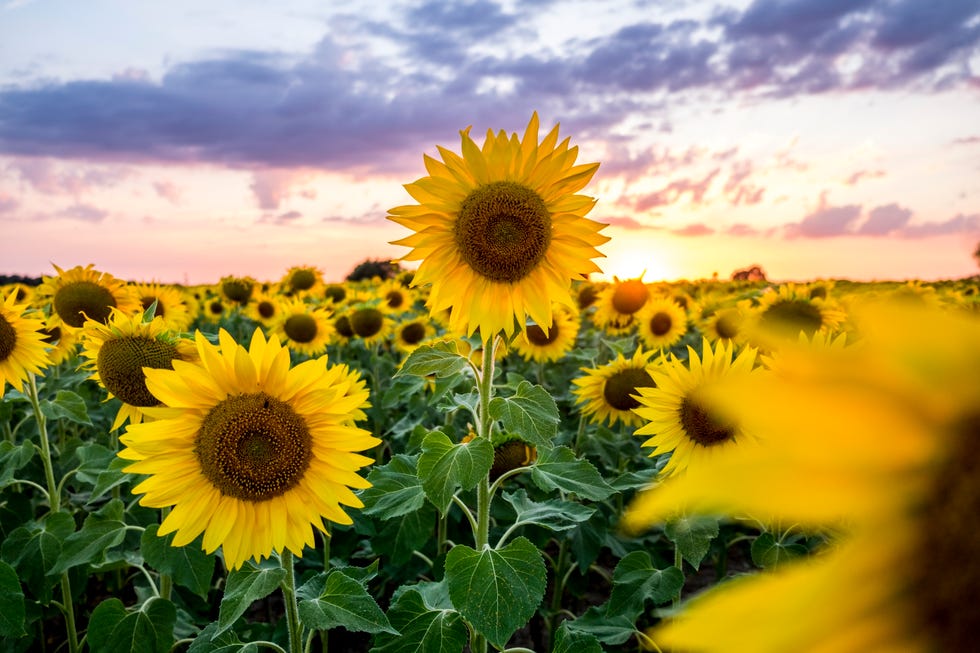 16 Sunflower Fields In The UK To Visit In Summer 2024