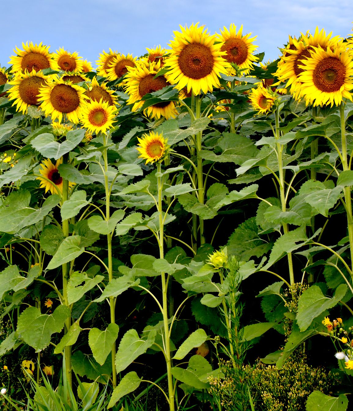 images of sunflower plant