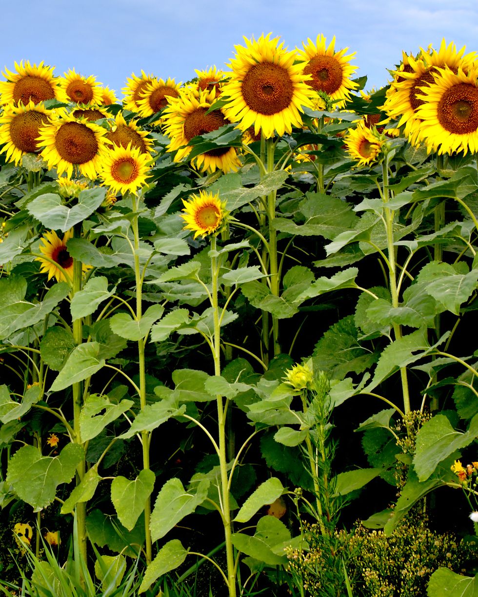 sunforest mix sunflower types