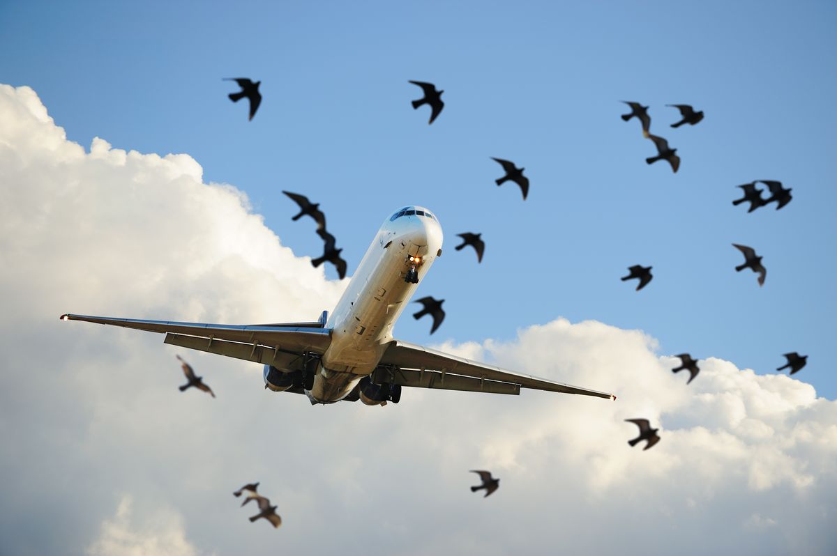 Sunlit airplane taking off, birds close up