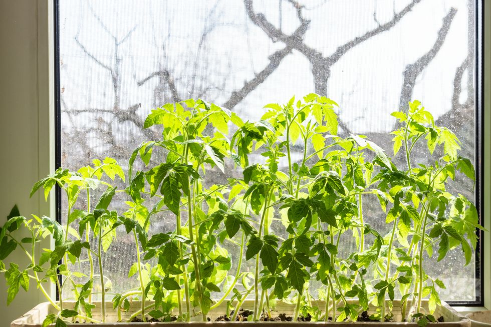 sunlit tomato seedlings in box on window sill