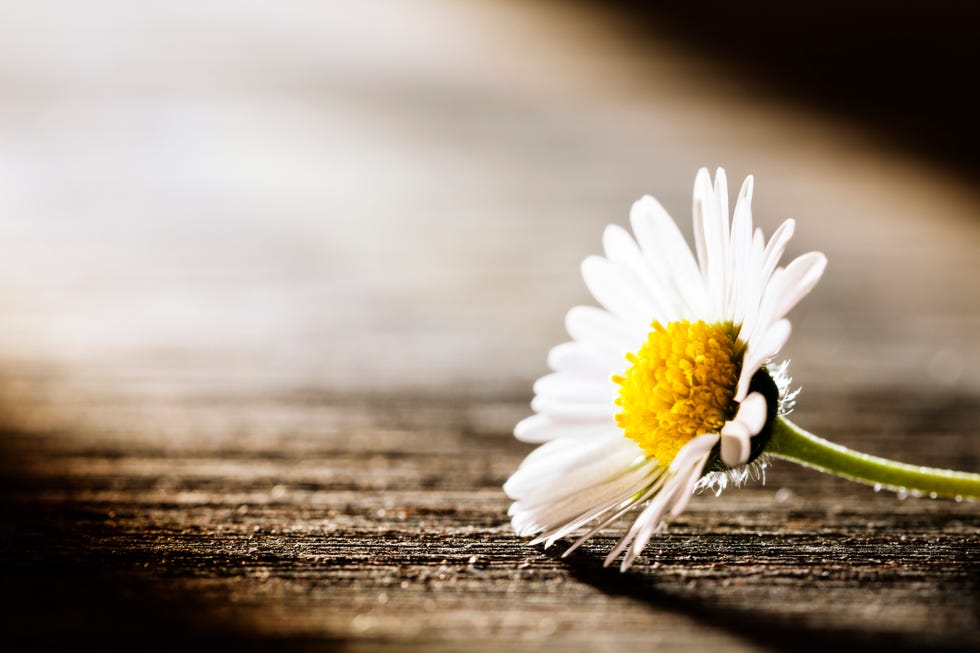 Sunray on Flower - Daisy Nature Poem Postcard