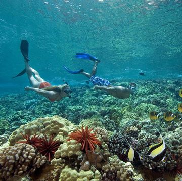 twee vrijduikers bewonderen maskerwimpelvissen en koraalvlinders op een rif in hawa