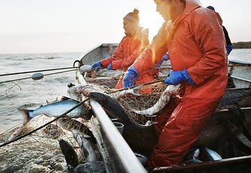 salmon fishing activity on a boat with workers handling nets and fish