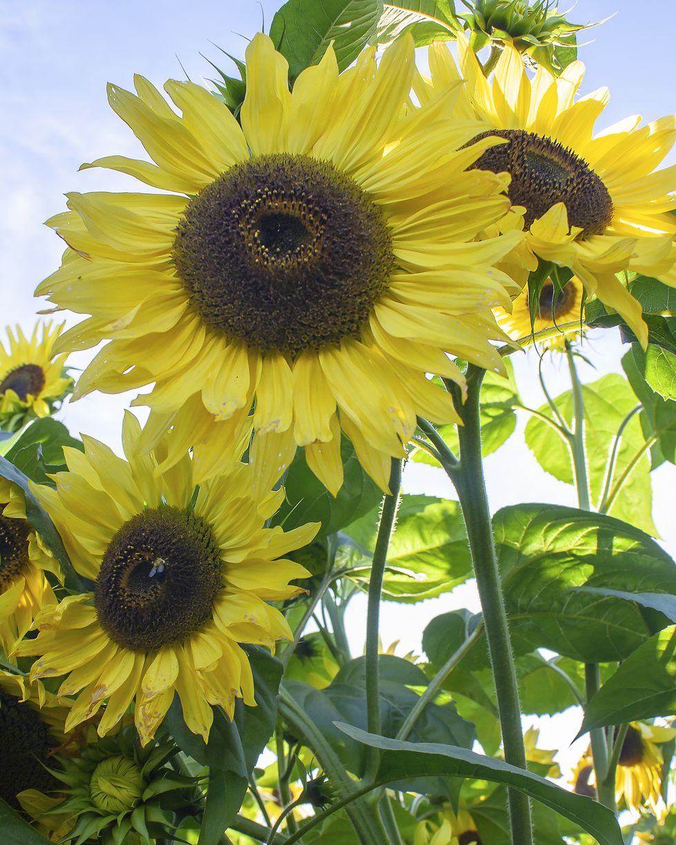 suntastic yellow sunflower types